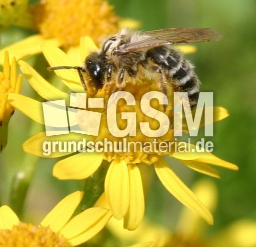 Raukenblättriges Greiskraut-3.jpg